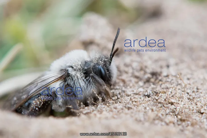 : Grey sand bee (Andrena cinerea), Emsland, Lower : Grey sand bee (Andrena cinerea), Emsland, Lower