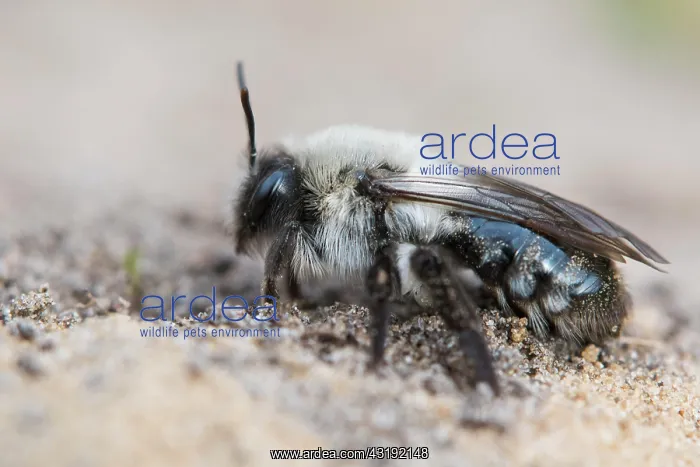 : Grey sand bee (Andrena cinerea), Emsland, Lower : Grey sand bee (Andrena cinerea), Emsland, Lower