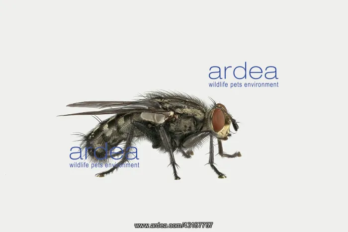 : Grey Sarcophaga carnaria (Sarcophaga carnaria) : Grey Sarcophaga carnaria (Sarcophaga carnaria)
