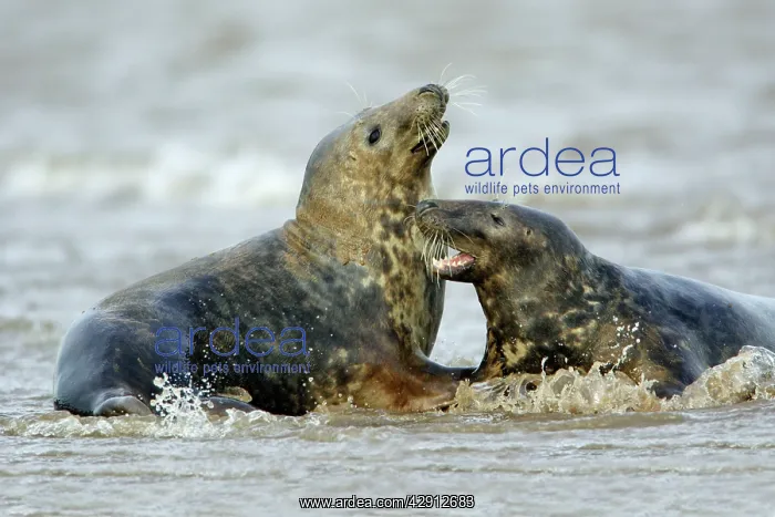 : Grey Seal - 2 bulls fighting in surf during breeding season : Grey Seal - 2 bulls fighting in surf during breeding season