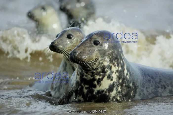 : Grey Seal - 2 cows on alert in surf : Grey Seal - 2 cows on alert in surf