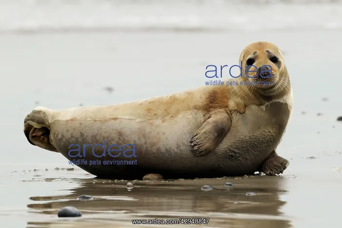 : Grey seal (Halichoerus grypus). Helgoland - Germany : Grey seal (Halichoerus grypus). Helgoland - Germany