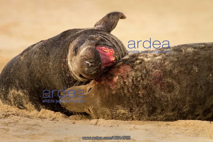 : Grey Seal bulls battle for mating rights on a sandy beach - Norfolk, UK : Grey Seal bulls battle for mating rights on a sandy beach - Norfolk, UK