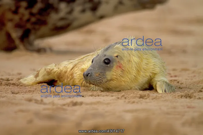 : Grey Seal newborn pup - lying on a sandy beach - Norfolk, UK : Grey Seal newborn pup - lying on a sandy beach - Norfolk, UK