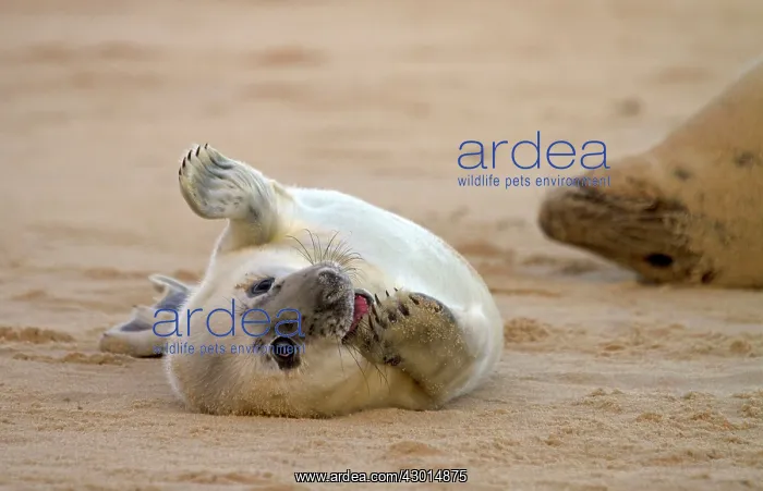 : Grey Seal pup lying on a sandy beach - Norfolk, UK : Grey Seal pup lying on a sandy beach - Norfolk, UK