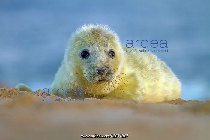 : Grey Seal pup lying on a sandy beach - Norfolk, UK : Grey Seal pup lying on a sandy beach - Norfolk, UK