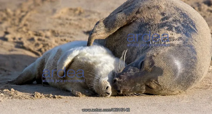 : Grey Seal mother and pup on sand dunes. Norfolk, UK : Grey Seal mother and pup on sand dunes. Norfolk, UK