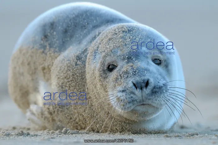 : Grey Seal (Halichoerus grypus) pup portrait : Grey Seal (Halichoerus grypus) pup portrait