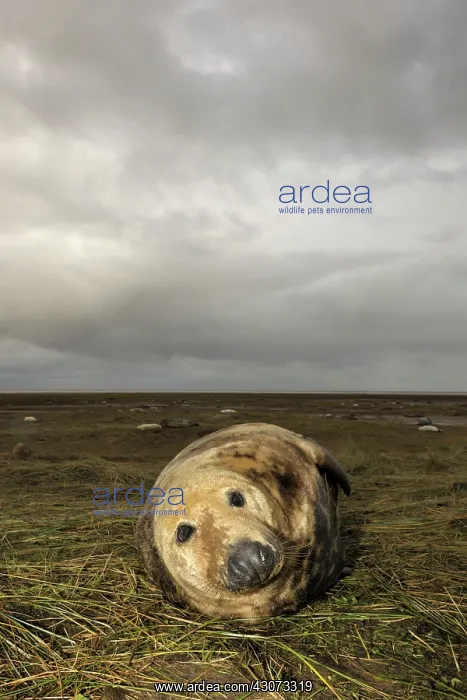 : Grey Seal (Halichoerus grypus) adult in grass : Grey Seal (Halichoerus grypus) adult in grass