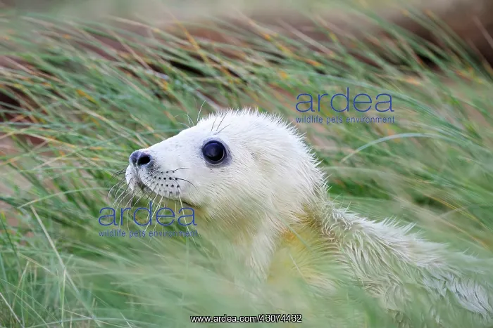  : Grey Seal (Halichoerus grypus) pup in grass