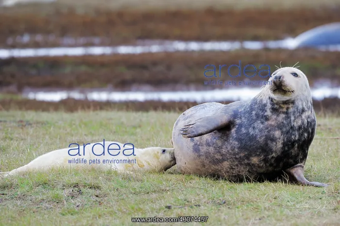 : Grey Seal (Halichoerus grypus) suckling at mother Seal : Grey Seal (Halichoerus grypus) suckling at mother Seal