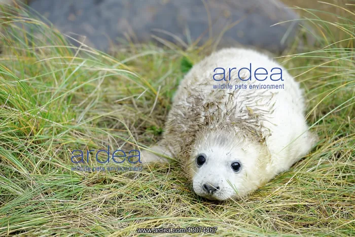 : Grey Seal (Halichoerus grypus) pup in grass : Grey Seal (Halichoerus grypus) pup in grass