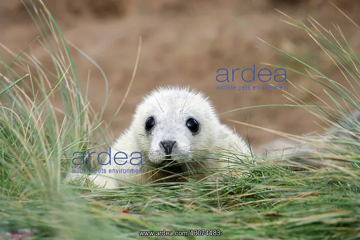 : Grey Seal (Halichoerus grypus) pup in grass : Grey Seal (Halichoerus grypus) pup in grass