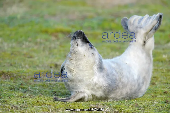 : Grey Seal (Halichoerus grypus) pup in grass : Grey Seal (Halichoerus grypus) pup in grass