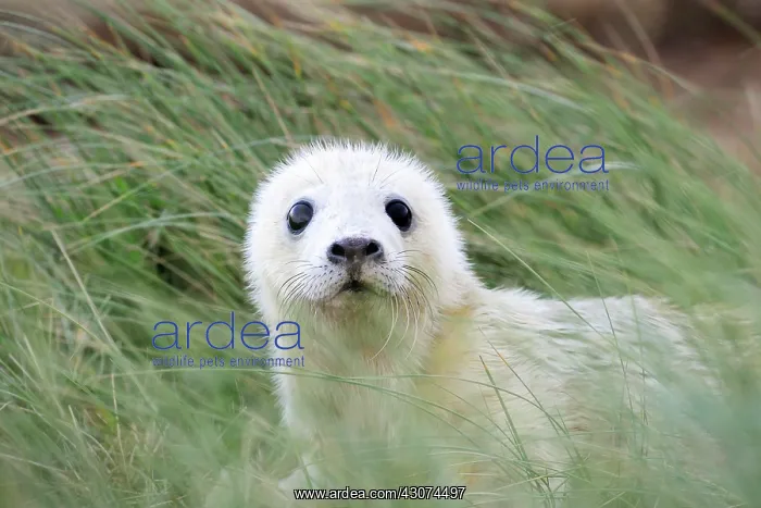: Grey Seal (Halichoerus grypus) pup in grass : Grey Seal (Halichoerus grypus) pup in grass