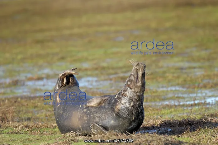 : Grey Seal (Halichoerus grypus) adult stretching : Grey Seal (Halichoerus grypus) adult stretching