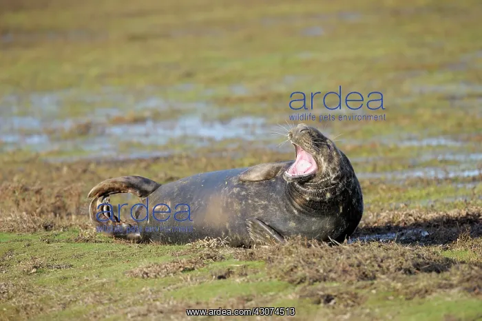 : Grey Seal (Halichoerus grypus) adult yawning : Grey Seal (Halichoerus grypus) adult yawning