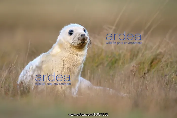 : Grey Seal (Halichoerus grypus) pup in grass : Grey Seal (Halichoerus grypus) pup in grass