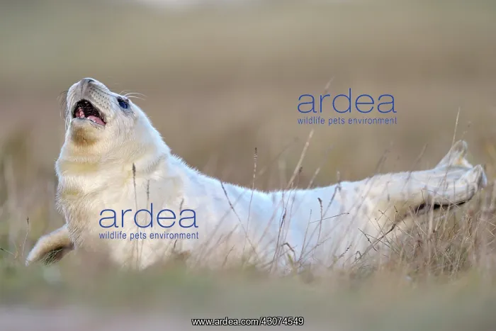  : Grey Seal (Halichoerus grypus) pup in grass