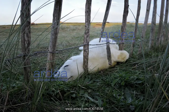 : Grey Seal (Halichoerus grypus) pup sleeping against a fence : Grey Seal (Halichoerus grypus) pup sleeping against a fence