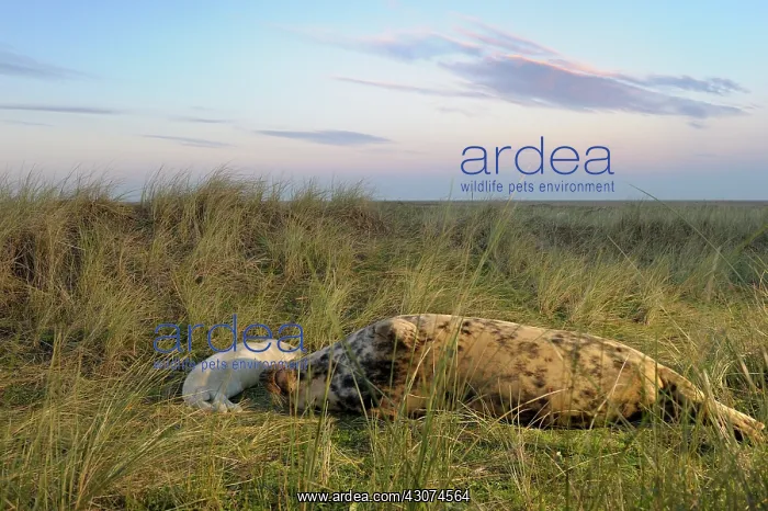 : Grey Seal (Halichoerus grypus) mother and pup sleeping together in grass : Grey Seal (Halichoerus grypus) mother and pup sleeping together in grass