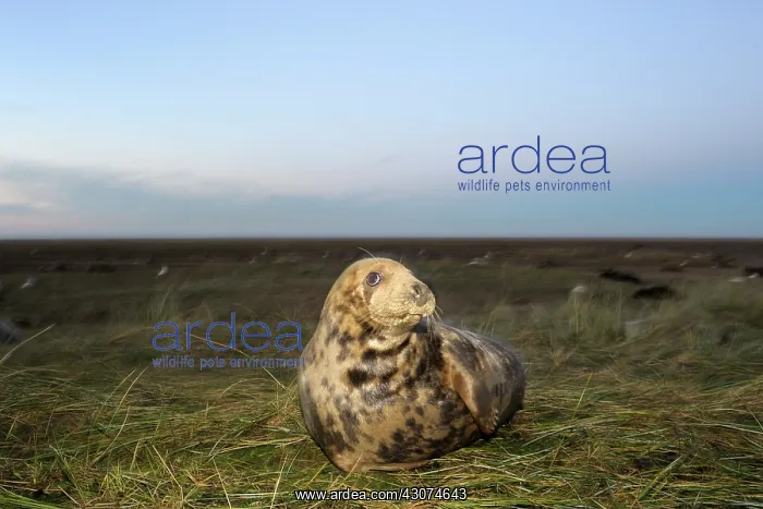 : Grey Seal (Halichoerus grypus) adult in grass : Grey Seal (Halichoerus grypus) adult in grass