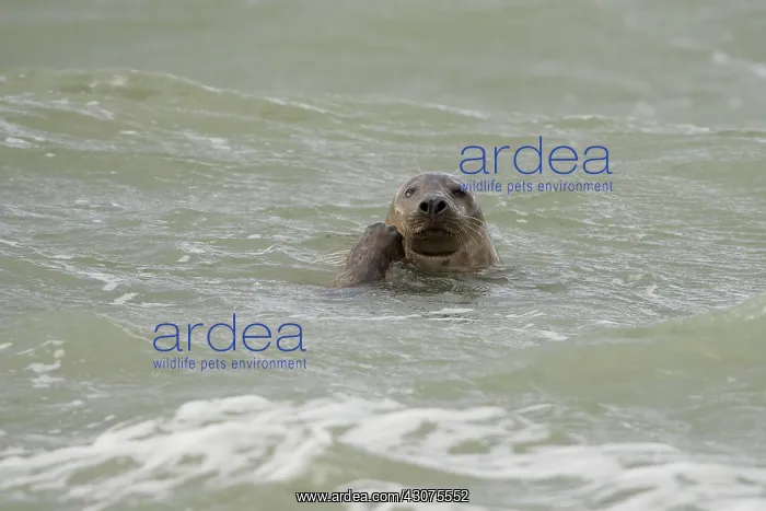 : Grey Seal (Halichoerus grypus) swimming and looking at camera : Grey Seal (Halichoerus grypus) swimming and looking at camera