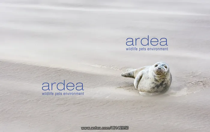 : Grey Seal (Halichoerus grypus) in sandstorm at beach at Donna Nook : Grey Seal (Halichoerus grypus) in sandstorm at beach at Donna Nook