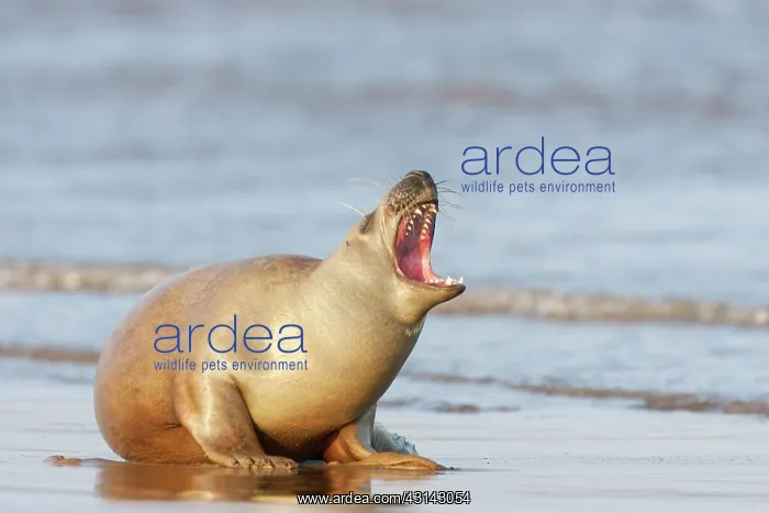 : Grey Seal (Halichoerus grypus) barking on the beach : Grey Seal (Halichoerus grypus) barking on the beach