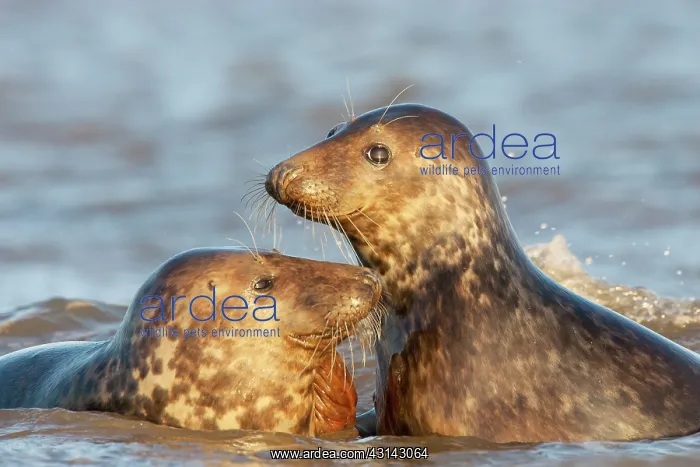 : Grey Seals (Halichoerus grypus) playing in the surf : Grey Seals (Halichoerus grypus) playing in the surf