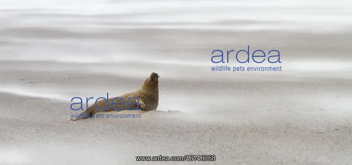: Grey Seal (Halichoerus grypus) in sand storm on the beach : Grey Seal (Halichoerus grypus) in sand storm on the beach