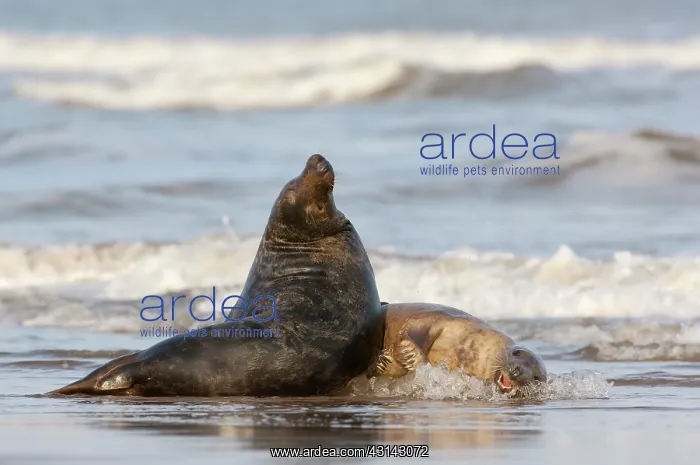 : Grey Seals (Halichoerus grypus) playing in the surf : Grey Seals (Halichoerus grypus) playing in the surf