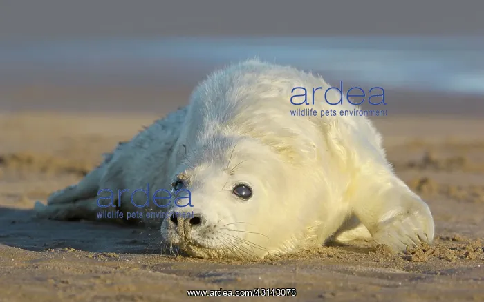 : Grey Seal (Halichoerus grypus) newborn pup on the beach : Grey Seal (Halichoerus grypus) newborn pup on the beach