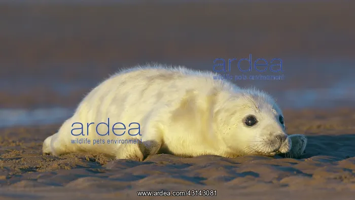 : Grey Seal (Halichoerus grypus) newborn pup on the beach : Grey Seal (Halichoerus grypus) newborn pup on the beach