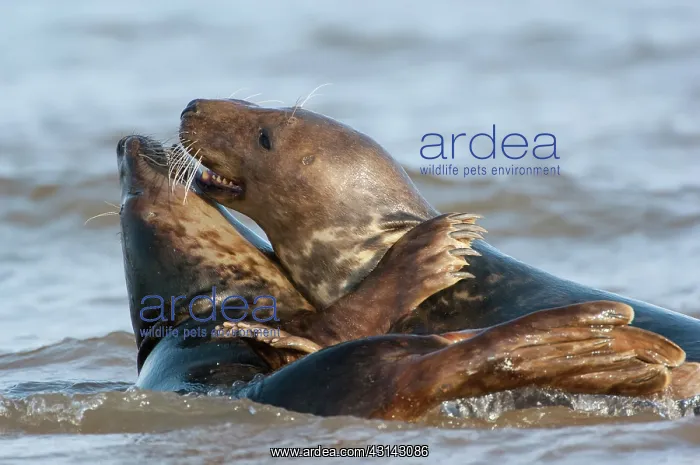 : Grey Seals (Halichoerus grypus) playing in the surf : Grey Seals (Halichoerus grypus) playing in the surf