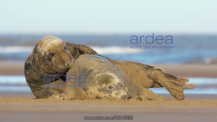 : Grey Seal (Halichoerus grypus) couple mating on the beach : Grey Seal (Halichoerus grypus) couple mating on the beach