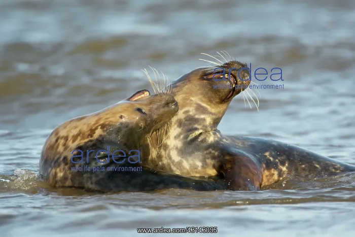 : Grey Seals (Halichoerus grypus) playing in sea at Donna Nook : Grey Seals (Halichoerus grypus) playing in sea at Donna Nook