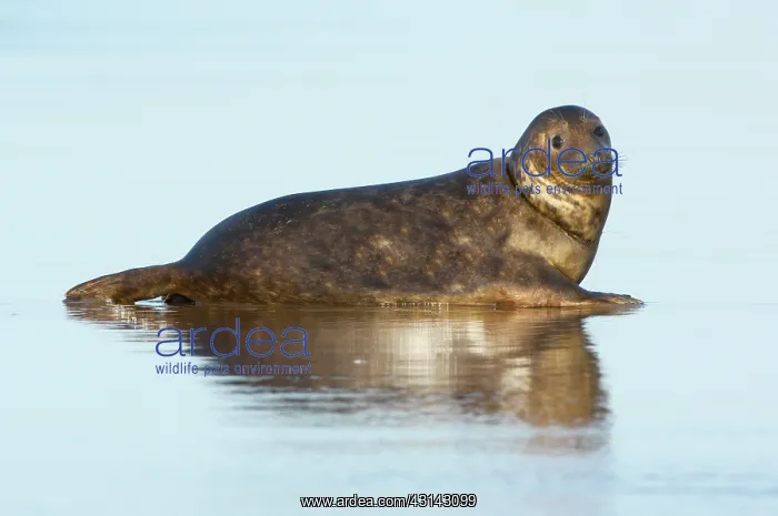 : Grey Seal (Halichoerus grypus) on wet beach with fishing line strung around its neck : Grey Seal (Halichoerus grypus) on wet beach with fishing line strung around its neck