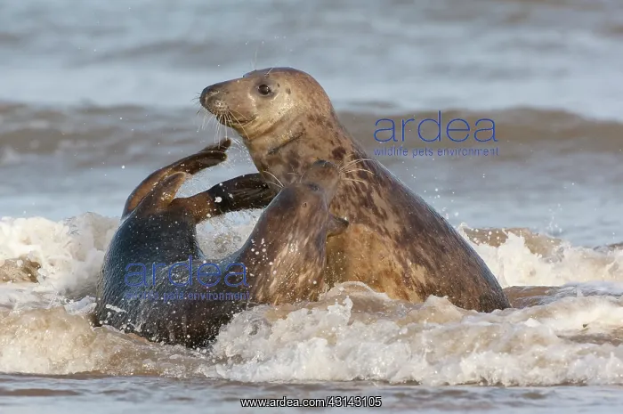 : Grey Seals (Halichoerus grypus) playing in the surf : Grey Seals (Halichoerus grypus) playing in the surf