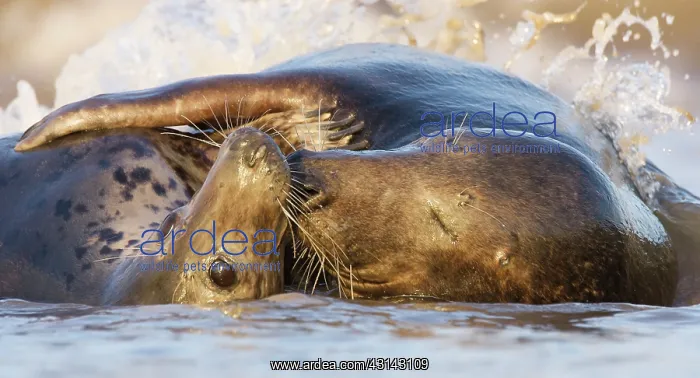 : Grey Seals (Halichoerus grypus) playing in the surf : Grey Seals (Halichoerus grypus) playing in the surf