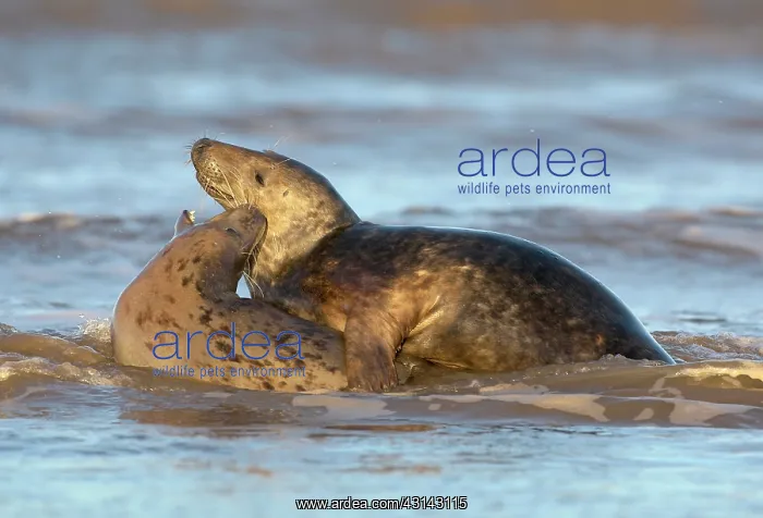 : Grey Seals (Halichoerus grypus) playing in sea : Grey Seals (Halichoerus grypus) playing in sea