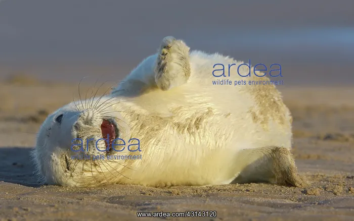 : Grey Seal (Halichoerus grypus) newborn pup on the beach : Grey Seal (Halichoerus grypus) newborn pup on the beach