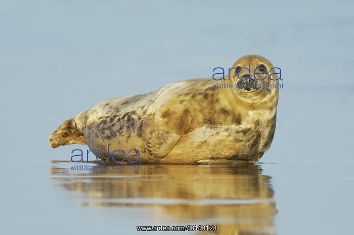 : Grey Seal (Halichoerus grypus) on wet beach : Grey Seal (Halichoerus grypus) on wet beach