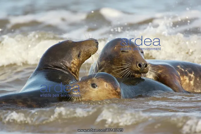 : Grey Seals (Halichoerus grypus) playing in the surf : Grey Seals (Halichoerus grypus) playing in the surf