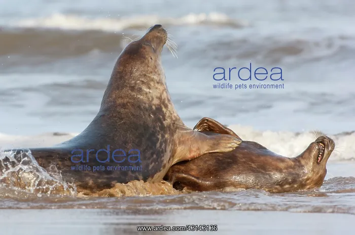 : Grey Seals (Halichoerus grypus) playing in the surf : Grey Seals (Halichoerus grypus) playing in the surf