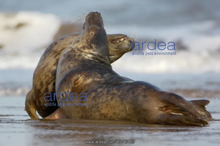 : Grey Seals (Halichoerus grypus) playing on the beach at Donna Nook : Grey Seals (Halichoerus grypus) playing on the beach at Donna Nook