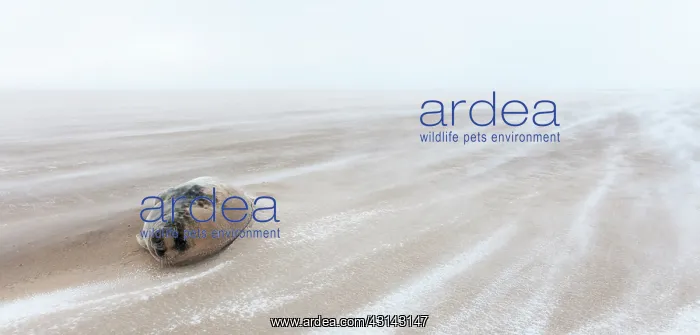 : Grey Seal (Halichoerus grypus) in snow storm on the beach : Grey Seal (Halichoerus grypus) in snow storm on the beach