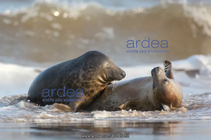 : Grey Seals (Halichoerus grypus) playing in the surf : Grey Seals (Halichoerus grypus) playing in the surf