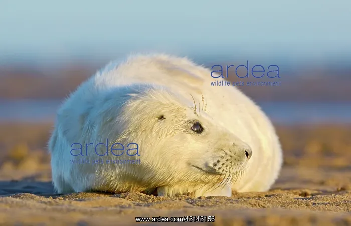 : Grey Seal (Halichoerus grypus) newborn pup on the beach : Grey Seal (Halichoerus grypus) newborn pup on the beach