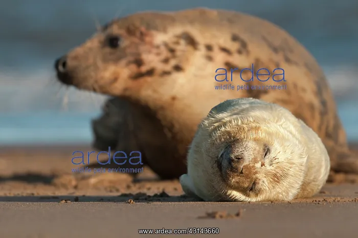 : Grey Seal. Mother Grey Seal (Halichoerus grypus) watches over her sleeping pup : Grey Seal. Mother Grey Seal (Halichoerus grypus) watches over her sleeping pup